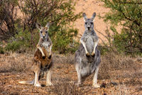 OB123 Red Kangaroos, Flinders Ranges, South Australia